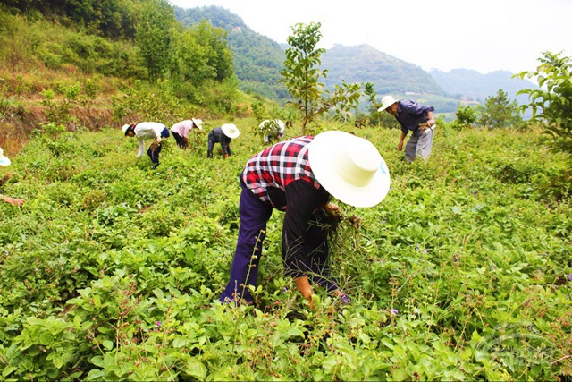 凤鸣镇 中药材种植成为农民增收新亮点—云阳网